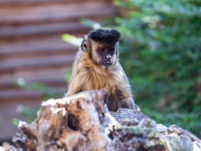 Brown capuchin - De Zonnegloed - Animal park - Animal refuge centre 